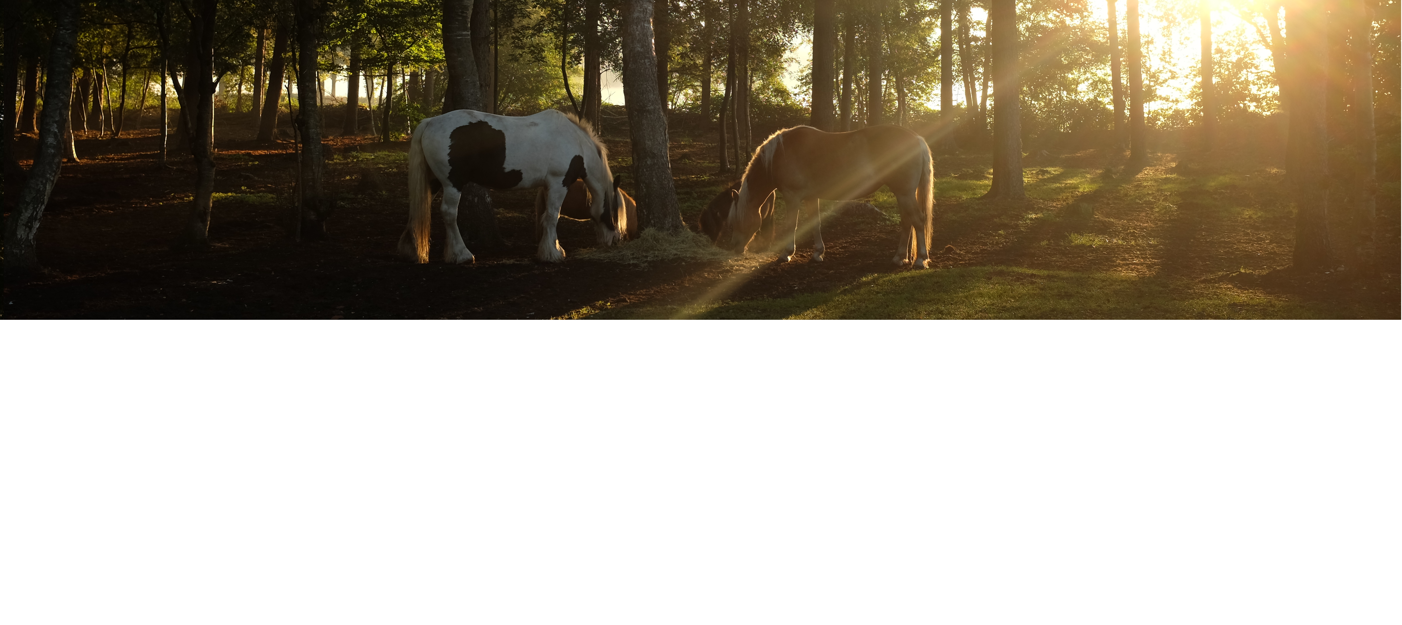 Marieke Jongbloed | Lichaamsgerichte Therapie & Coaching Dalfsen https://mariekejongbloed.com